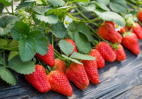 草莓土壤很重要！草莓土壤的方法，收藏一下！