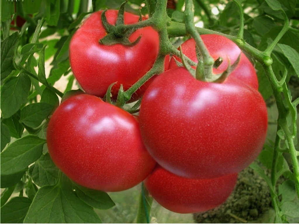 注意！番茄进入膨果上色期严防死棵烂根问题！